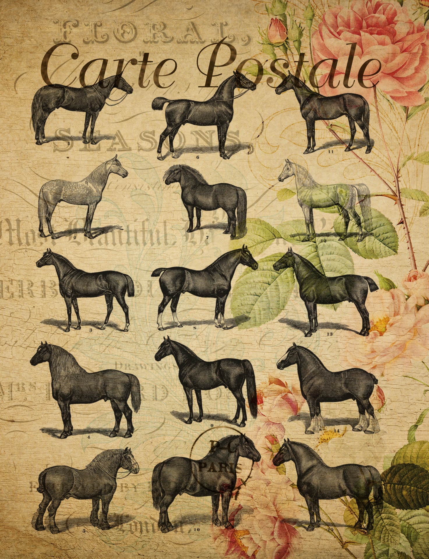 Vintage Postcard Horse Breeds