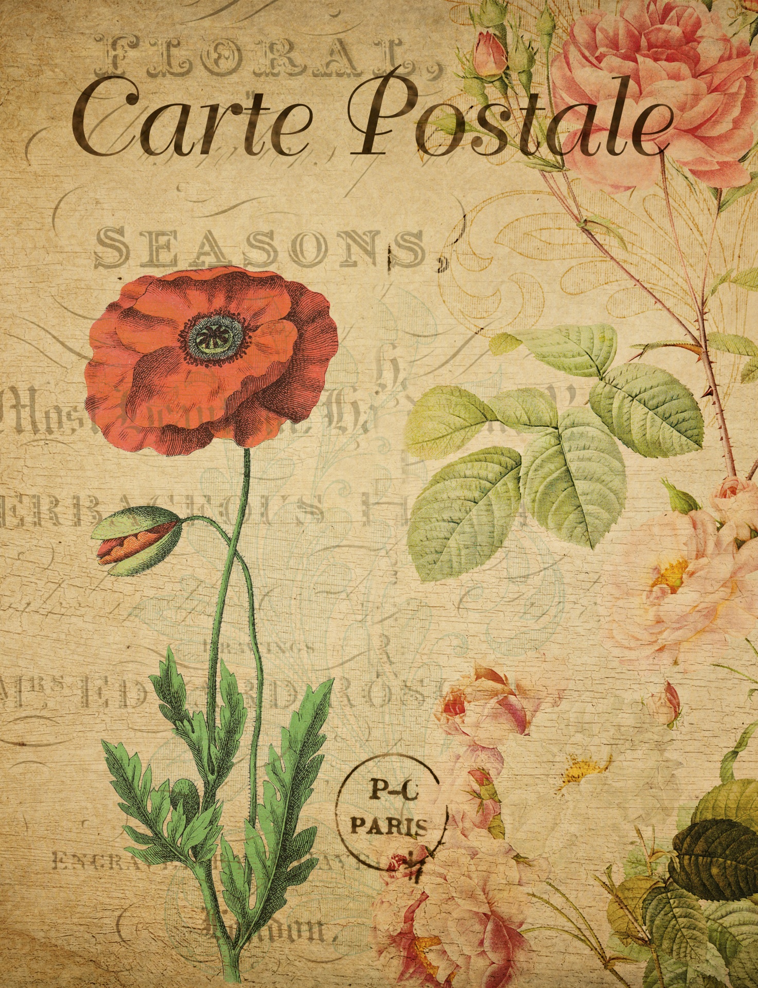 Vintage Postcard Red Poppy Flower