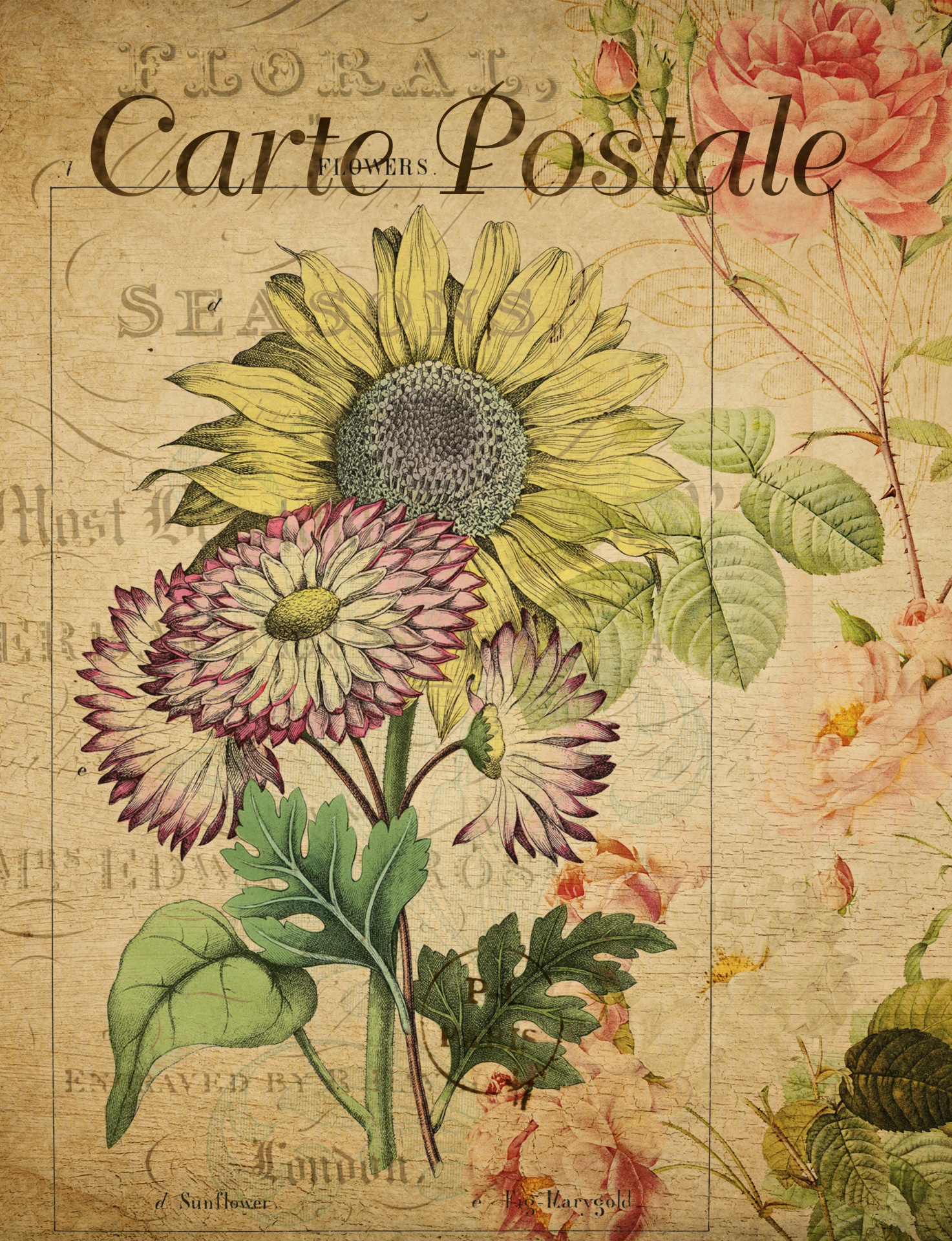 Vintage Postcard Sunflower