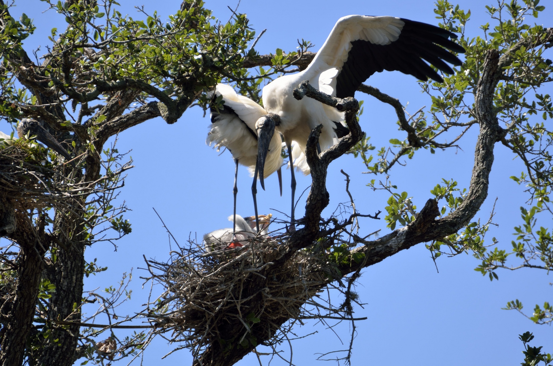 Wood Storks Nesting