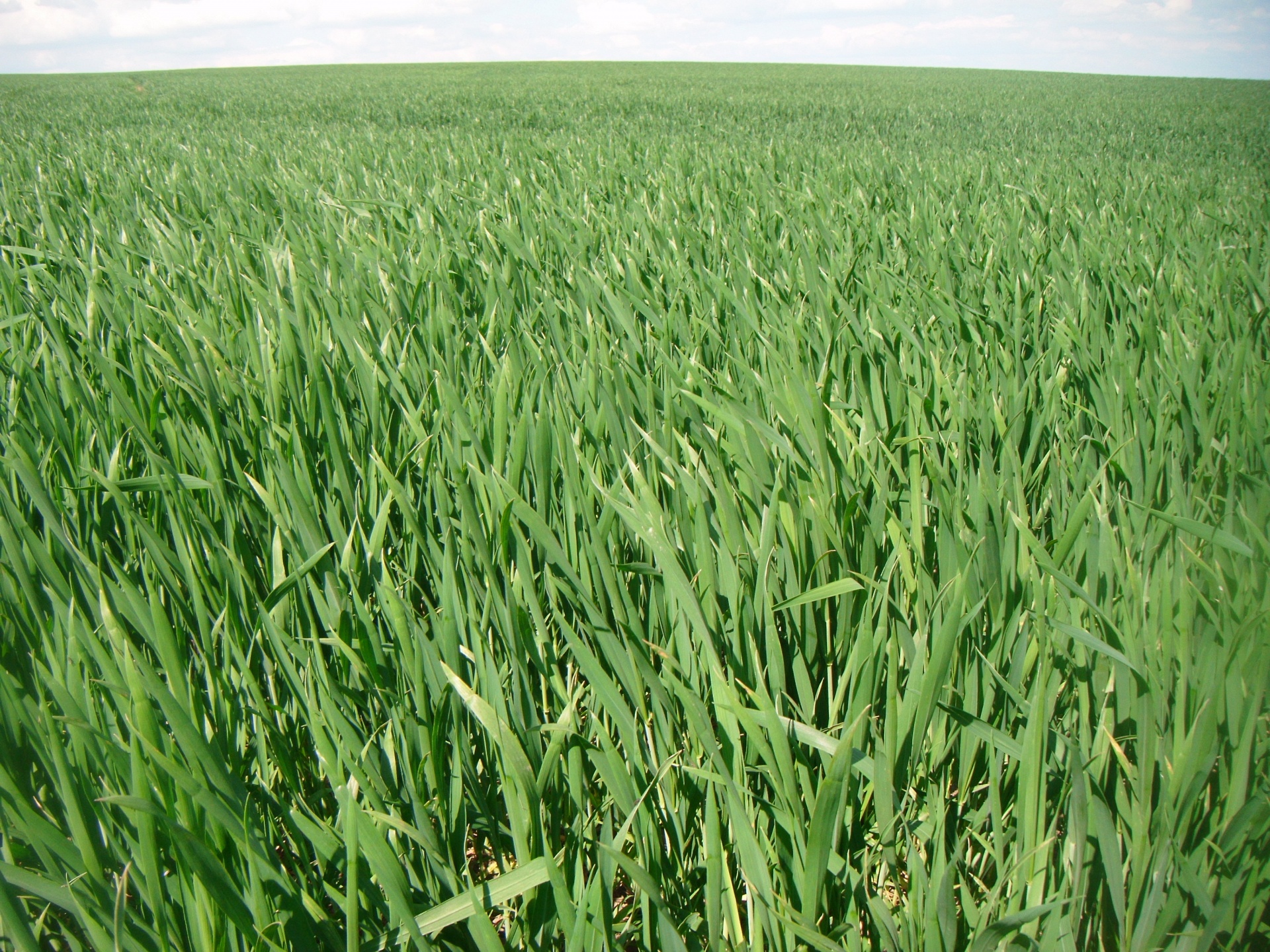 Field full of young green wheat