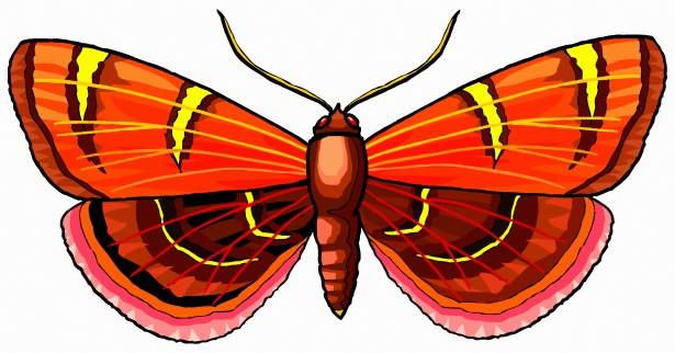 Červený barevný motýl 4 Stock Fotka zdarma - Public Domain Pictures