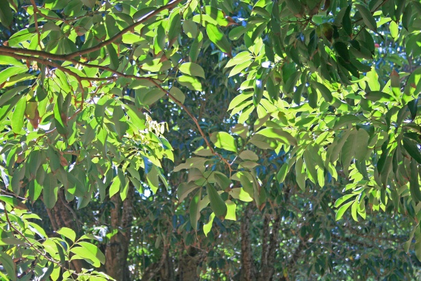 Frunze de copac litchi Poza gratuite - Public Domain Pictures