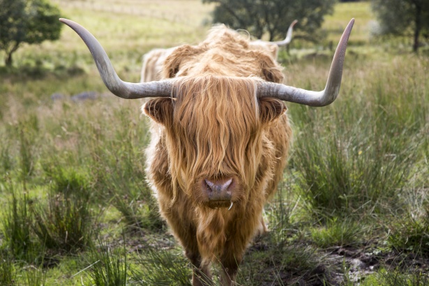 Highlander kráva Stock Fotka zdarma - Public Domain Pictures