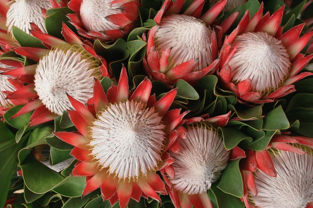 Pink Proteas With White Centers Free Stock Photo - Public Domain Pictures