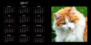 2017 Calendar With Cat