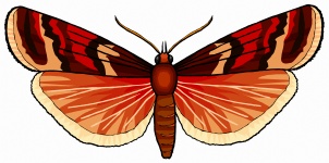 A Colorful Brown Butterfly 6