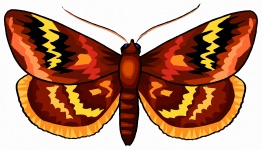 A Colorful Brown Butterfly 7