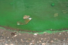 Algae And Pollution In Water