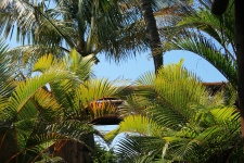 Arched Palm Leaves