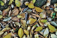 Array Of Yellow And Dry Leaves
