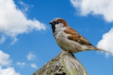 Bird, Sparrow, Blue Sky