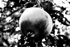 Black And White Pomegranate