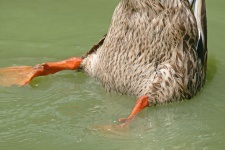 Bottoms-up Duck