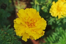 Bright Yellow Marigold