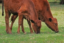 Brown Calves Grazing