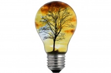 Bulb Light With Tree