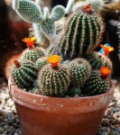 Cactus Plant In Flower