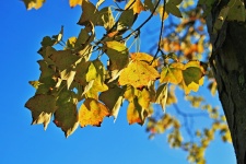 Changing Leaves Against Blue Sky