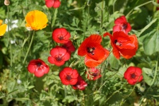 Poppies In The Fields