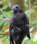 Crow IV