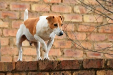 Curious Dog On Wall