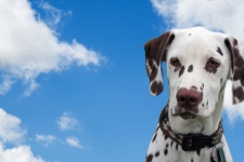 Dog, Dalmatian, Blue Sky