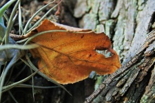 Dry Russet Leaf