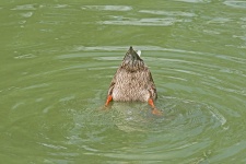Duck Foraging On Bottom Of Pond