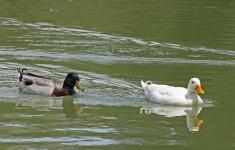 Ducks Streaking The Water