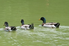 Ducks Swimming Away