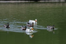 Ducks Swimming Together