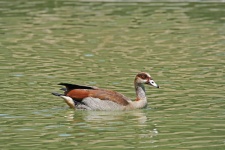 Egyptian Goose On A Pond