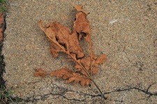 Fallen Dry Leaf
