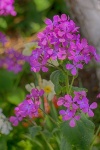 Geraniums Flowers