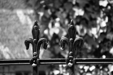 Lilies Wrought Iron
