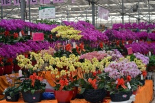 Flower Warehouse