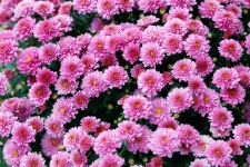 Flowers Background Wallpaper Pink