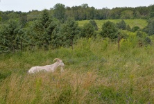 Goat In A Field