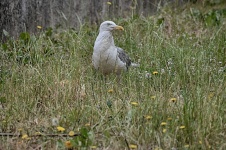 Seagull In Grass