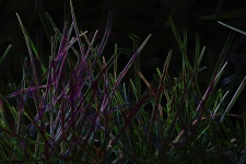 Grass Glowing Edges