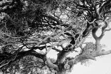 Greyscale Windtorn Seaside Tree