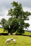 Landscape, Sheep, Tree