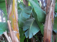 Large Leaves Of Banana Tree