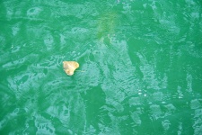 Leaf Floating On Water
