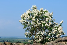 Lilac Tree White Flowers