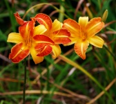 Lily Flower Orange