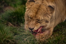 Lioness Eating