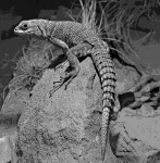 Lizard In Black And White