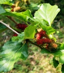 Loganberry Fruit